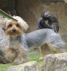 Here are some factors that contribute to their price: Yorkie Size Yorkshire Terrier Information Center