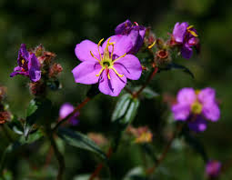 Image result for Antherotoma senegambiensis