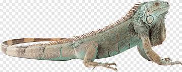 lagartija lagartija png pngegg pngegg