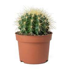Grusonii ) is a common desert ornamental, noted for its striking golden the flowers , yellow to orange and purplish and sometimes fragrant, are up to 8 cm (3 inches) across. Echinocactus Grusonii Golden Barrel Cactus Hortology