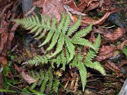 Image result for Cyclosorus striatus