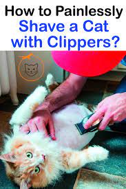 How To Painlessly Shave A Cat With Clippers Shaved Cat Cat Grooming Cats