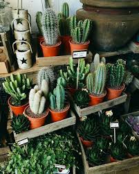 Most are succulents, which store water. Mini Peach Pie Receta Tiendas De Plantas Plantas Suculentas