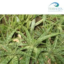 Image result for Aloe zebrina