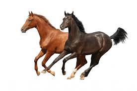 Image result for horses against white background