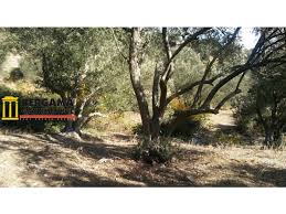 Izmir Bergama Gocbeyli Camoba Da Satilik Etrafi Cevrili Koye 300 Mt Dere Ve Orman Kenari 250 Yas Uzeri Zeytin Agaclari Olan Zeytinlik Hobi Bahcesi 850 M2 2020 Ormanlar Zeytin Agaci Agac