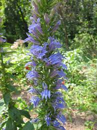 Infiorescenze a spiga e fiori di blu intenso per tutto il periodo estivo. Giardino Come Grattacieli Tra I Fiori Le Svettanti Spighe Azzurre