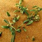 Image result for Gisekiaceae