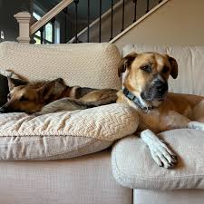 Zeus has now been waiting at the shelter for 6 months, but he recently got  to spend a few days in a foster home—and he was a total star! He's  completely housebroken,