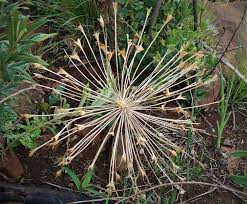 Image result for Boophone