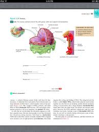 Principles Of Anatomy And Physiology Chapter 3 The Cellular Level Of Organization 27 Book Pg 89 Anatomy And Physiology Physiology Cellular Level