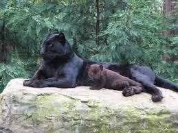 Threats include loss and fragmentation of habitat. Mom And Baby Black Leopard Or Jaguar Pet Tiger Wild Cats Baby Panther