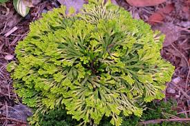 Image result for Selaginella tenerrima