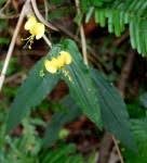 Image result for Otiophora pycnostachys