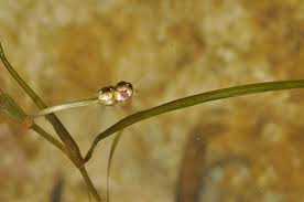 Image result for Potamogeton pusillus
