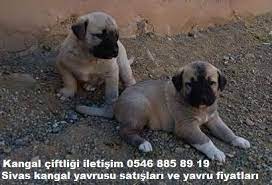 kangal satislari 2020 kopek yavru kopek