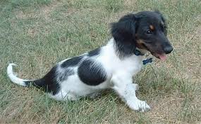 Note that double dapple dachshunds are susceptible to a variety of health problems, including deafness, blindness, or even missing eyes. Dachshund Dog Breed Information And Pictures