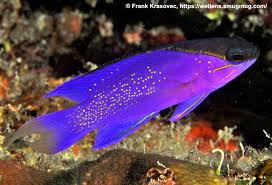 Image result for Glossostelma cabrae