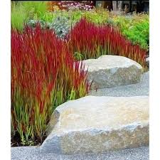 Ziergras Red Baron 3 Pflanzen Baldur Garten Gmbh Moderne Ideen Ornamental Grasses Grasses Garden Japanese Garden