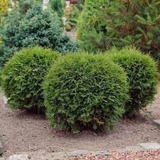 Hetz Midget Arborvitae Shrub Garden Shrubs Evergreen Plants Arborvitae
