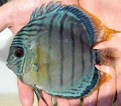 Discus Fish Symphysodon Aequifasciatus S Haraldi Fish