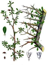Image result for Commiphora angolensis