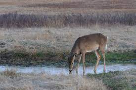 Epizootic Hemorrhagic Disease U S National Park Service