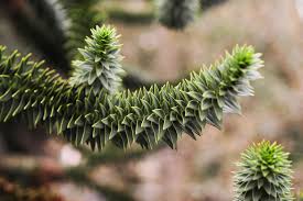 10 monkey puzzle tree seeds. How To Grow And Care For A Monkey Puzzle Tree