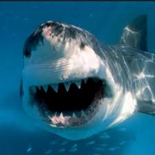 What kind of shark is in shark pictures? Trump S Scary Shark Auf Twitter Agghghhhhh I M Here