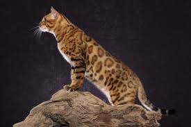 Bengal and savannah breeds are continuous developing breeds and fairly new compared to other registered cats in tica. New Jersey Bengal Cat New Jersey Bengal Breeders Nj Bengal Kitten Cats Bengal Bengals Breeders