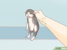 3 Ways to Hold Newborn Kittens