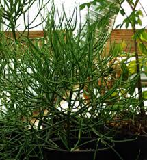 Image result for Aptosimum marlothii