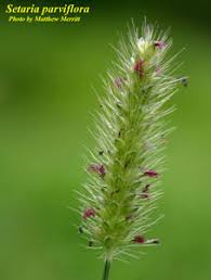 Image result for Setaria parviflora