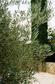 Pin On Trees