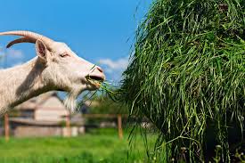 How To Feed And Tend Goats On The Small Farm