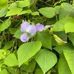 Image result for Psophocarpus grandiflorus