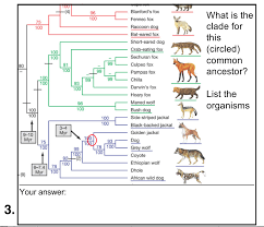 Solved Blanford S Fox Fennec Fox Raccoon D Bat Eared Fox Chegg Com From wikimedia commons, the free media repository. fox fennec fox raccoon d bat eared fox