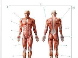 A figure composed of lines that is used to illustrate a definition or statement anatomical diagram showing a front view of muscles in the human body. Edexcel New Gcse Pe 9 1 Muscles Of The Body Diagram And Separate Sheet Containing Names Teaching Resources