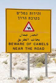 List of people and names, mentioned in the quran. The Changing Role Of Camels Among The Bedouin Of The Negev Springerlink