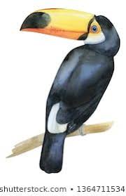 Black And White Bird With Yellow Beak Pin On Watercolor Feathers