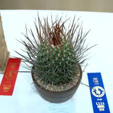 Image result for Euphorbia stenocaulis