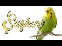 saskin saskin kuslara ozel kayit youtube kus soundtrack youtube