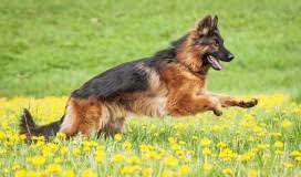 This enables the body to elicit an immune reaction once immunized to offer immunity in case of exposure to disease. When And What Vaccinations Are Important For My German Shepherd Puppy It Has Had No Vaccination From Birth Please Provide Me With All Petcoach
