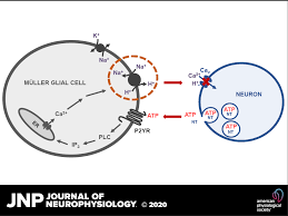 Published online 2014 jan 8. Atp Mediated Increase In H Flux From Retinal Muller Cells A Role For Na H Exchange Journal Of Neurophysiology