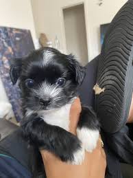 An adorable toy pup, the shih tzu is a playful yet gentle breed that is great with children and make for great roommates in homes of all sizes. Shih Tzu Puppies For Sale Lancaster Pa 333012