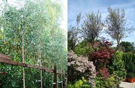 We favour unusual leaf shapes, textures & patterns. Silver Leaf Plants For Sale Online Uk