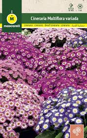Image result for Cineraria