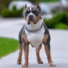 Maybe you would like to learn more about one of these? Xxl Biggest Pitbulls Bully Breeder Merle Puppies For Sale Extreem Structure