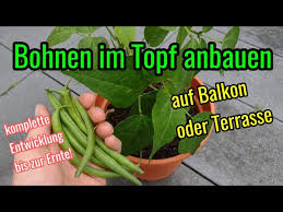 Du baust dein gemüse selbst an? Bohnen Im Topf Anbauen Buschbohnen Anbauen Auf Balkon Oder Terrasse Im Kubel Buschbohnen Youtube