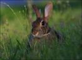 Sunt in total 67 de planse de colorat cu animale iepurasi. Poze Haioase Cu Iepuri Koolboy